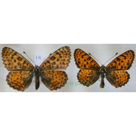 Melitaea didyma (Esper, 1778) pair Przeplatka didyma Czech14j